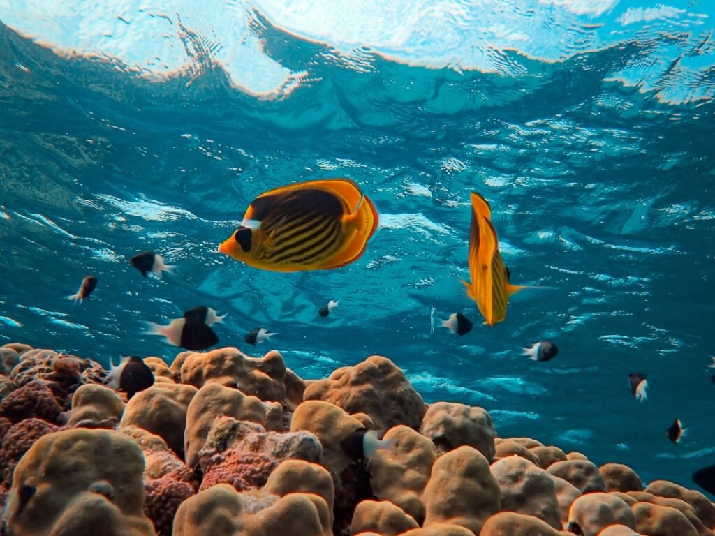 grupa riba pliva preko korala