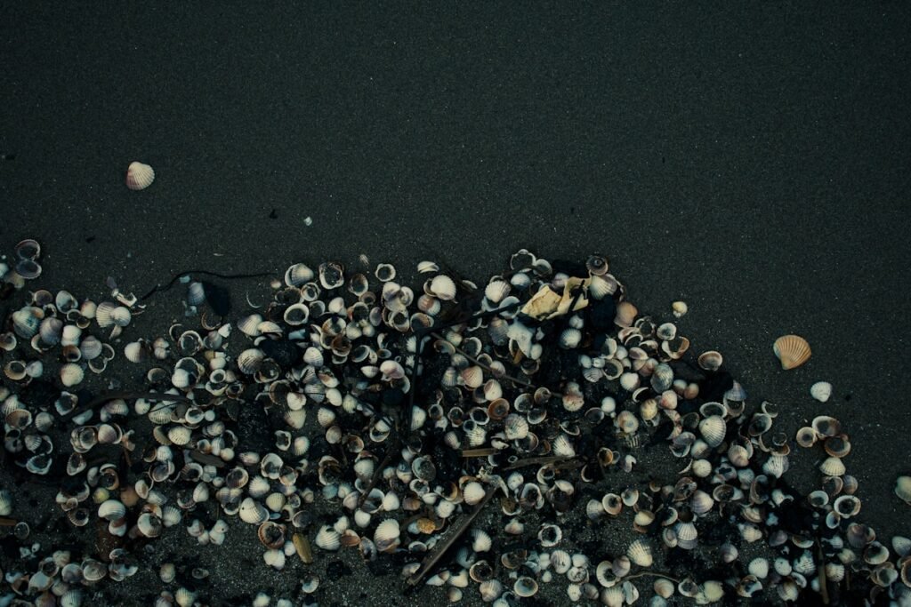 Veliki broj skoljki na zemlji